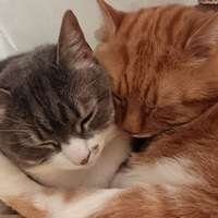 Знакомство с котами